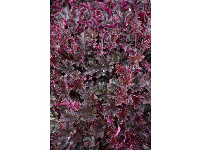 heuchera can can 4