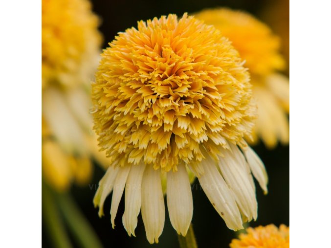 echinacea lemon drop 77403 1