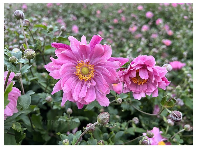 anemone x hybrida bressingham glow 12