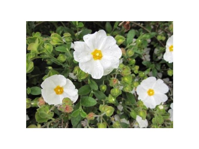 Cistus obtusifolius2