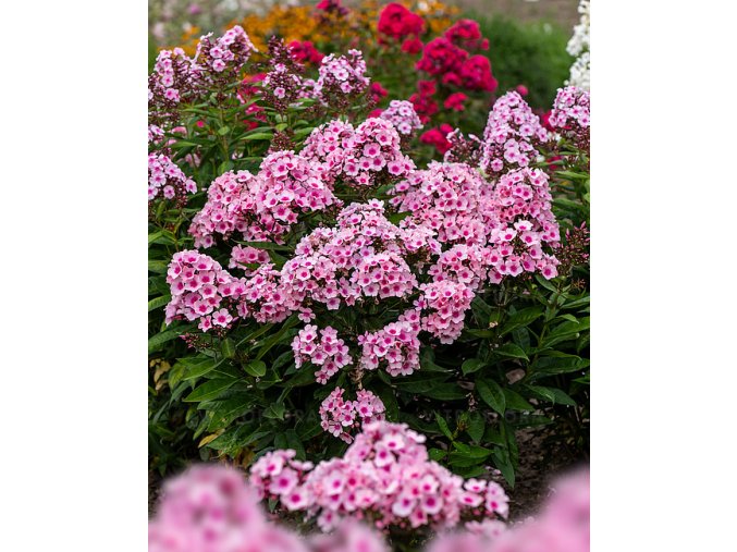 byliny i trawy summer flowering 76261 1