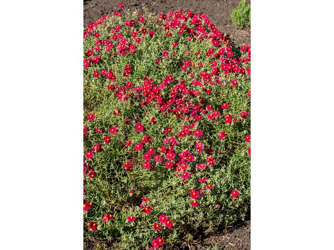 byliny i trawy helianthemum 75452 7