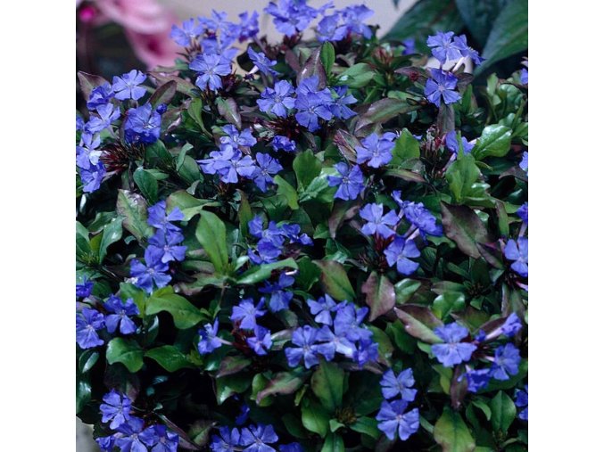 ceratostigma plumbaginoides close up 1600x1600