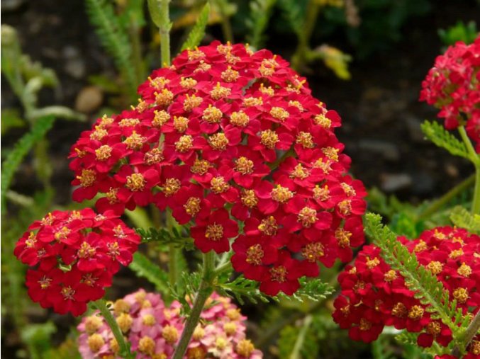 Achillea millefolium Paprika Paprika Yarrow3