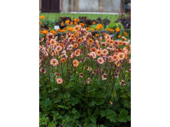 geum mai tai 71548 3