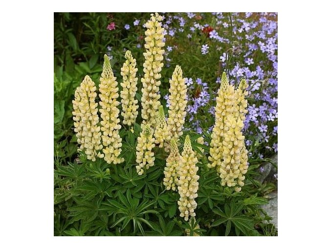 Lupinus polyphyllus Gallery series 2Yellow Shades