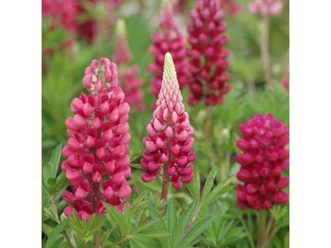 lupinus poly gallery red shades lupin 1