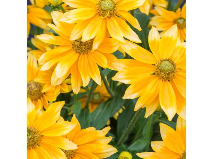 rudbeckia smileyz lemon 2