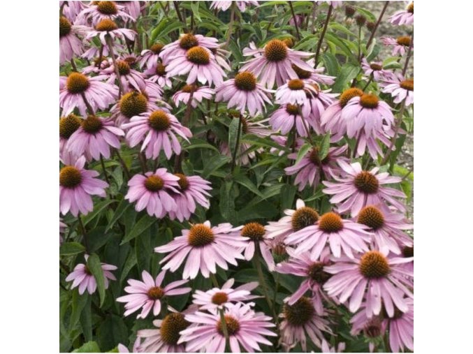 echinacea purpurea pink skipper jezowka