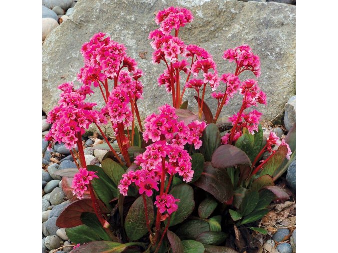 Bergenia Dragonfly Sakura 2 1024x1024