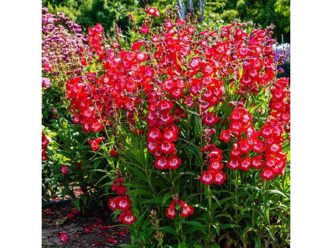 penstemon rubicunda