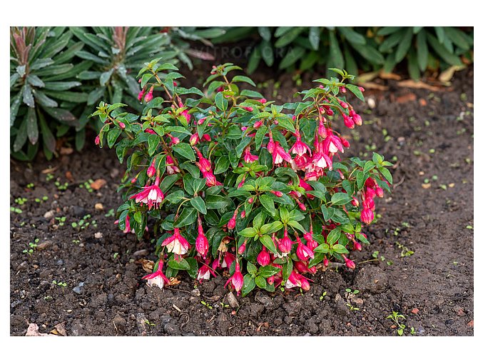 fuchsia lady thumb 3