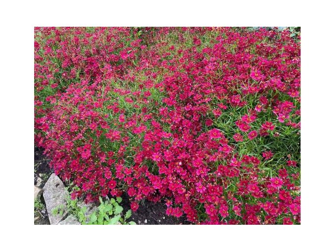 coreopsis ruby red