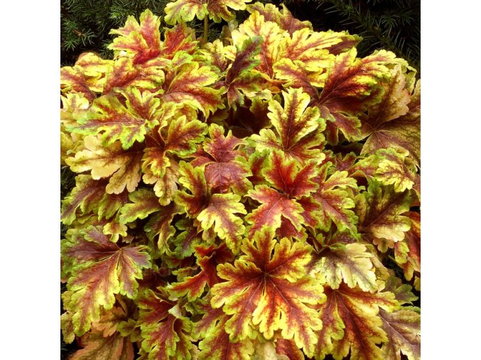 heucherella gold zebra 70703 1