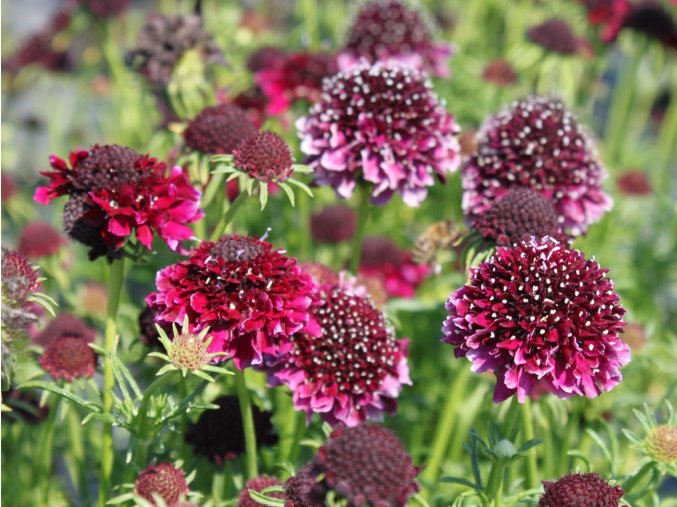 tauben scabiose barocca m055693 h 0