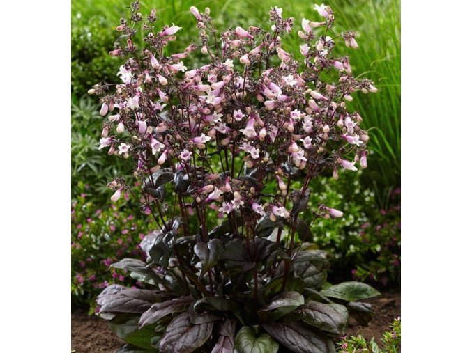 penstemon dark towers habit