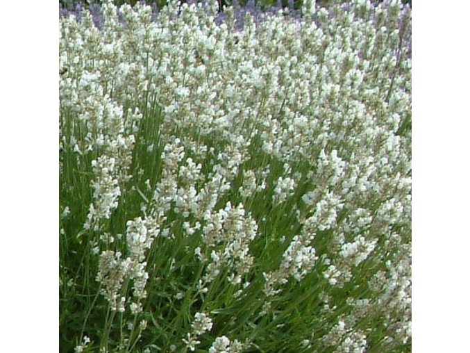 lavandula ang artic snow 1629374119 src