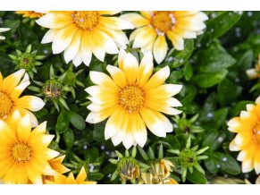 Gazania Zany Sunny Side Up 1