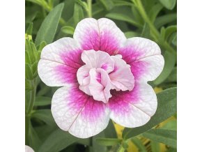 0327020 50 calibrachoa hybrida portucal double pink eye xxl.653e38902ac29