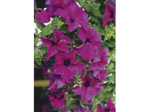 Surfinia Giant Purple