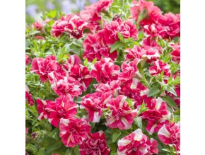 cherry ripple tumbelina 900x900 626febcd3207f src