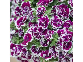 Petunia Tumbelina Bella 0010670 2 28070