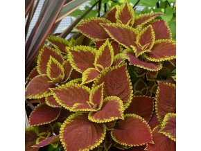 51201624 Coleus Trusty Rusty 02 Ball Colegrave 2048x