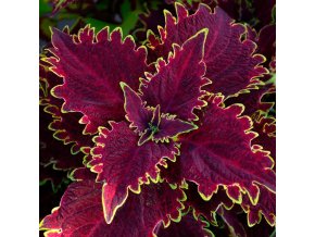 Coleus Sunfighter Compact Vulcan FNP0202