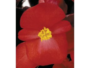Begonia semperflorens New Globe Scarlet