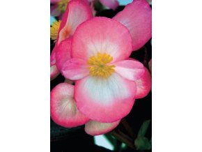 Begonia semperflorens New Globe F1 Ducolour 10599 6