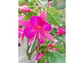 fuchsie jollies odeon