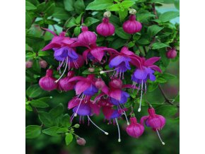 fuchsia ringwood market 7224 p