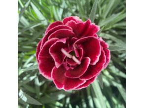 0330552 104 dianthus caryophyllus dinamic burgundy bicolor.653e38c5a7c1d
