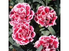 dianthus scent first sugar plum 1 1