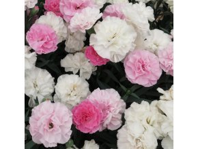 Dinamic Pink to White hb