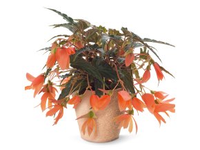 Begonia Sunbrero Basket Salmon FNL0502