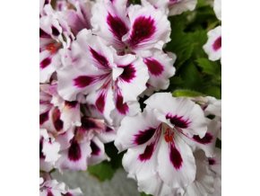 Pelargonium Grandiflorum Aristo® Purple Stripes 2