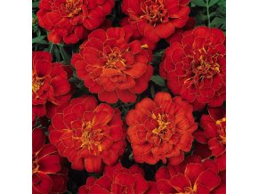 tagetes patula durango red1 600x600