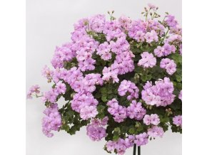 pelargonium rosy 2