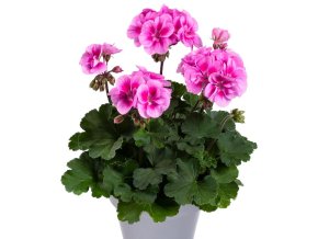 pelargonium bellinda 2