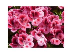 pelargonium candyflowerspinkwitheye 3 2
