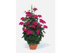 Pelargonium Zonale Pac® Antik Violet©pac Hoehler 1 600x818