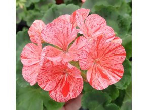 Pelargonium zonale PAC Mosaic Red®