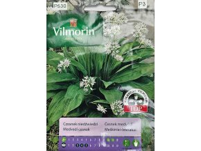 Cesnak medvedí Vilmorin