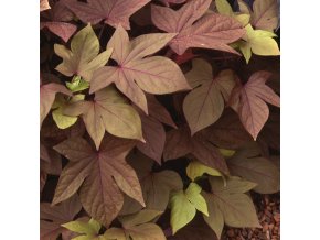 Ipomoea Sweet Caroline Bronze 0014364 06549