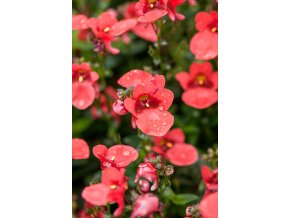 14007548 Diascia barberae Juliet Orange