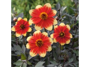 Dahlia Happy Days Red Yellow Bicolour 0011932 59083