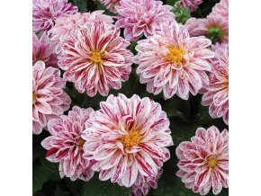 Dahlia Dahlietta Surprise Paula 0015159 4 06700