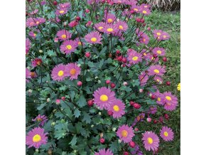 Brachyscome Fresco Bright Pink IF 21365 1