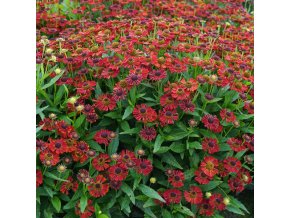 Helenium Mariachi Siesta 1